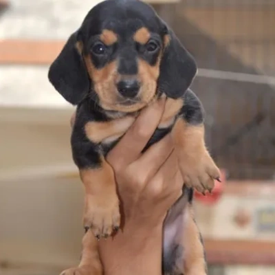 Dachshund Price in Surat | Dachshund Puppies for sale in Surat
