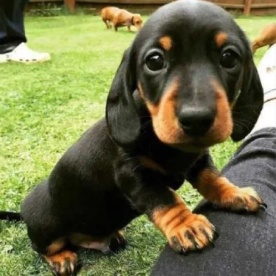 Dachshund Price in Surat | Dachshund Puppies for sale in Surat