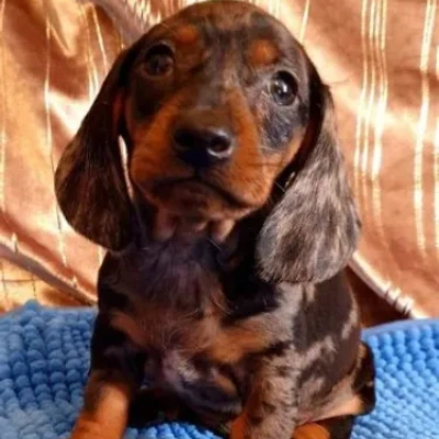 Dachshund Price in Surat | Dachshund Puppies for sale in Surat
