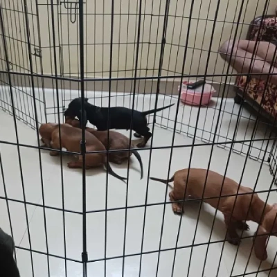 Dachshund Price in Surat | Dachshund Puppies for sale in Surat