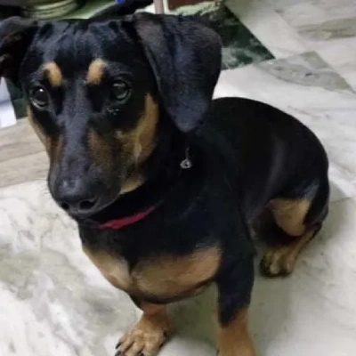Dachshund Price in Surat | Dachshund Puppies for sale in Surat