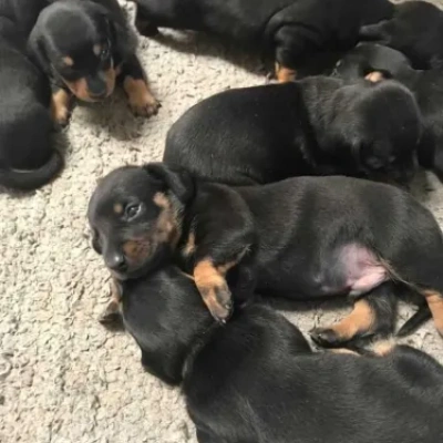Dachshund Price in Surat | Dachshund Puppies for sale in Surat