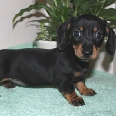 Dachshund Price in Surat | Dachshund Puppies for sale in Surat