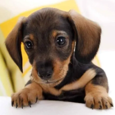 Dachshund Price in Surat | Dachshund Puppies for sale in Surat