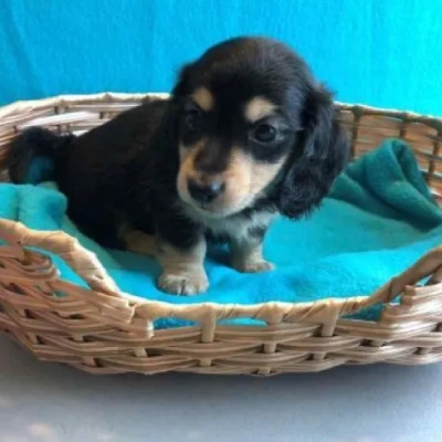 Dachshund Price in Nashik | Dachshund Puppies for sale in Nashik