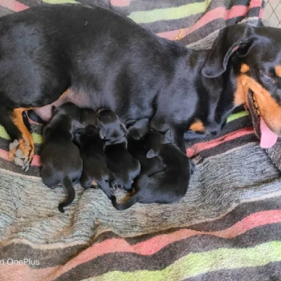 Dachshund Price in Surat | Dachshund Puppies for sale in Surat