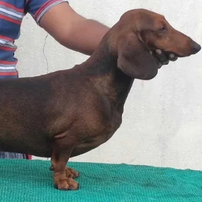 Dachshund Price in Surat | Dachshund Puppies for sale in Surat