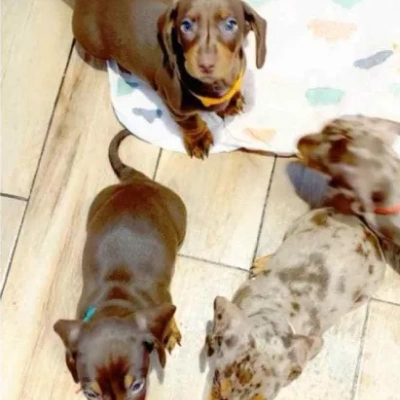 Dachshund Price in Surat | Dachshund Puppies for sale in Surat