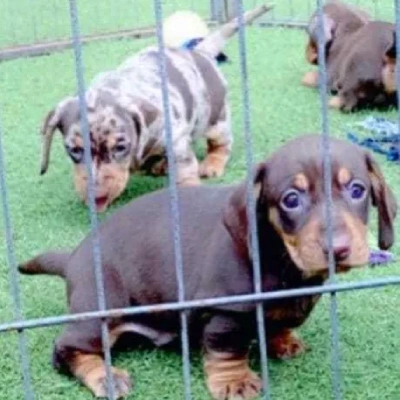 Dachshund Price in Surat | Dachshund Puppies for sale in Surat