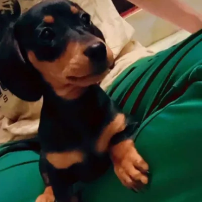 Dachshund Price in Surat | Dachshund Puppies for sale in Surat