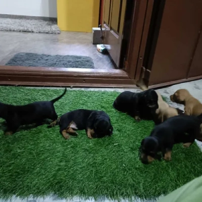 Dachshund Price in Surat | Dachshund Puppies for sale in Surat