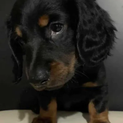 Dachshund Price in Nashik | Dachshund Puppies for sale in Nashik