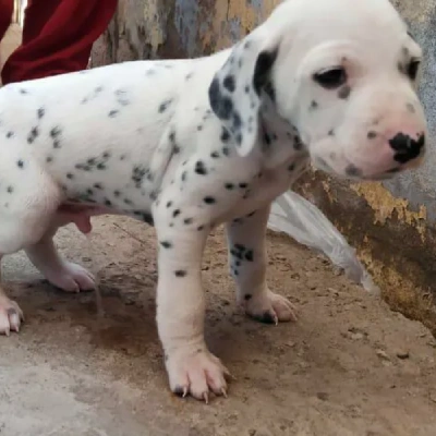 Dalmatian Price in Nashik | Dalmatian Puppies for sale in Nashik