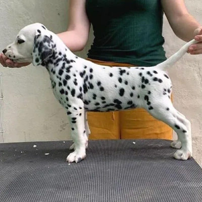 Dalmatian Price in Nashik | Dalmatian Puppies for sale in Nashik
