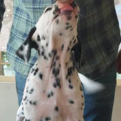 Dalmatian Price in Nashik | Dalmatian Puppies for sale in Nashik