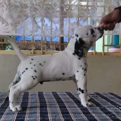 Dalmatian Price in Nashik | Dalmatian Puppies for sale in Nashik