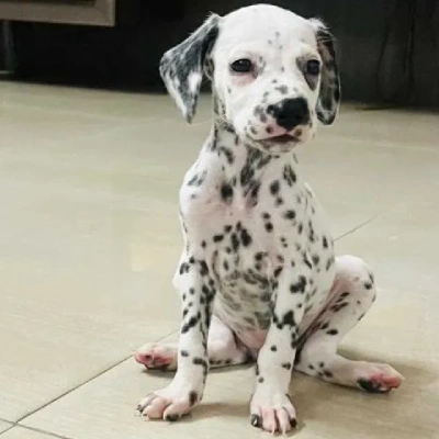 Dalmatian Price in Nashik | Dalmatian Puppies for sale in Nashik