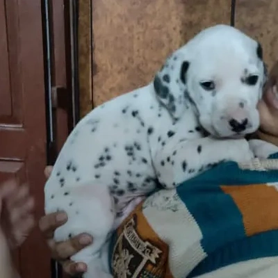 Dalmatian Price in Nashik | Dalmatian Puppies for sale in Nashik