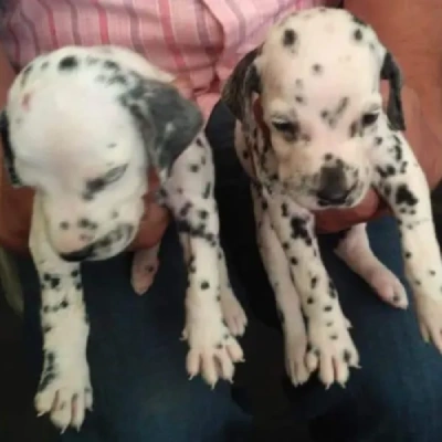 Dalmatian Price in Nashik | Dalmatian Puppies for sale in Nashik
