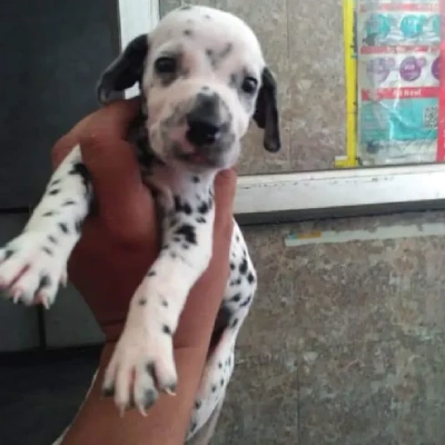 Dalmatian Price in Nashik | Dalmatian Puppies for sale in Nashik