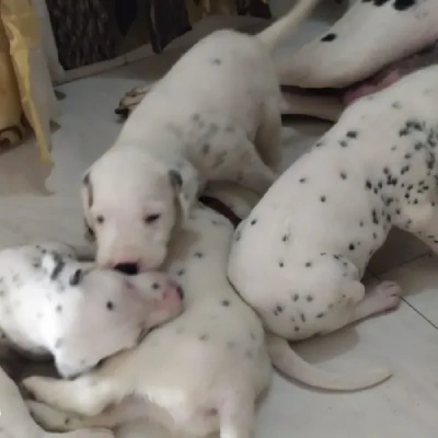 Dalmatian Price in Nashik | Dalmatian Puppies for sale in Nashik