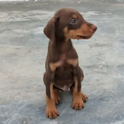 Doberman Price in Noida | Doberman Puppies for sale in Noida