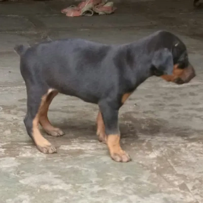 Doberman Price in Noida | Doberman Puppies for sale in Noida