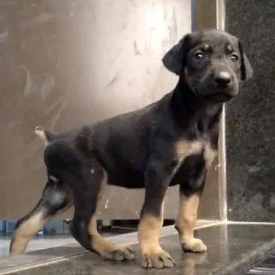 Doberman Price in Noida | Doberman Puppies for sale in Noida