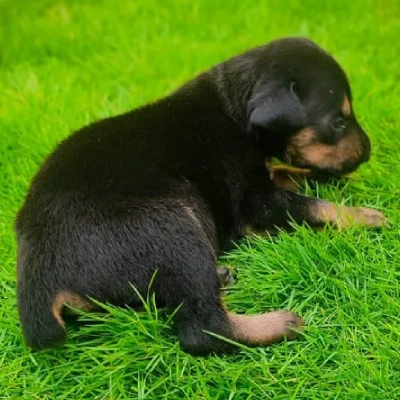Doberman Price in Noida | Doberman Puppies for sale in Noida