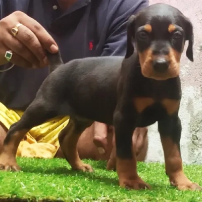 Doberman Price in Noida | Doberman Puppies for sale in Noida