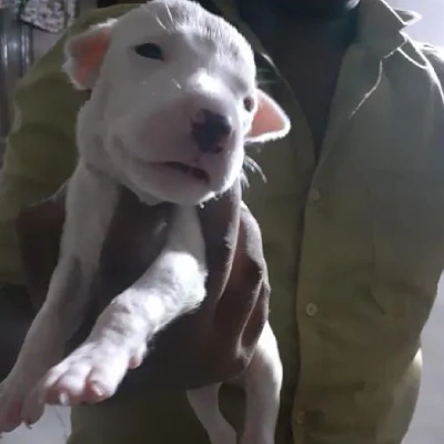 Dogo Argentino Price in Visakhapatnam | Dogo Argentino Puppies for sale in Visakhapatnam