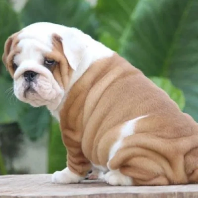 English Bulldog Price in Noida | English Bulldog Puppies for sale in Noida