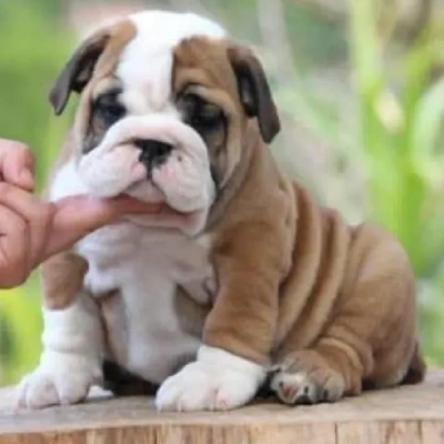 English Bulldog Price in Noida | English Bulldog Puppies for sale in Noida