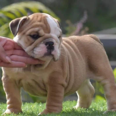 English Bulldog Price in Noida | English Bulldog Puppies for sale in Noida