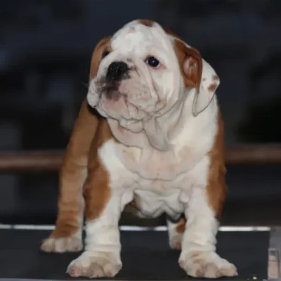 English Bulldog Price in Noida | English Bulldog Puppies for sale in Noida