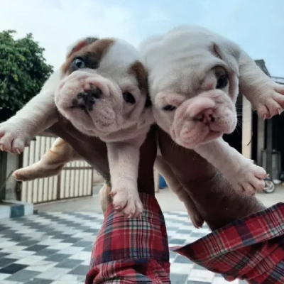 English Bulldog Price in Noida | English Bulldog Puppies for sale in Noida