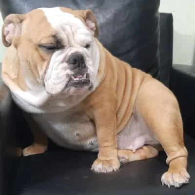 English Bulldog Price in Noida | English Bulldog Puppies for sale in Noida