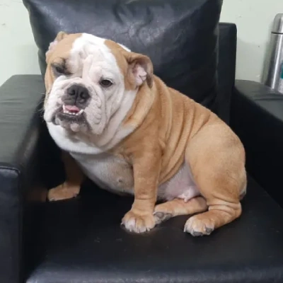 English Bulldog Price in Noida | English Bulldog Puppies for sale in Noida
