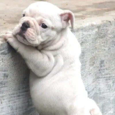 English Bulldog Price in Noida | English Bulldog Puppies for sale in Noida