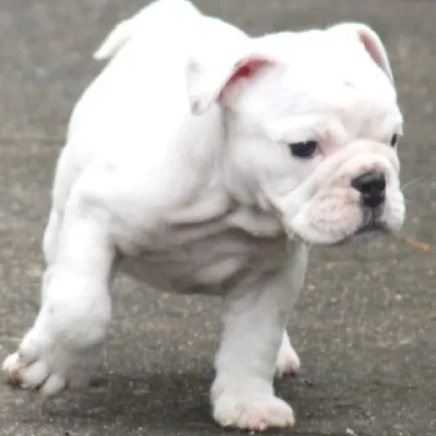 English Bulldog Price in Noida | English Bulldog Puppies for sale in Noida