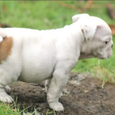 English Bulldog Price in Noida | English Bulldog Puppies for sale in Noida