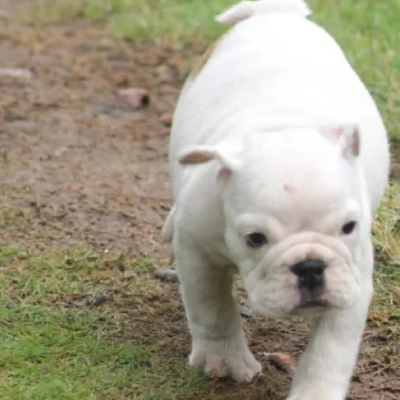 English Bulldog Price in Noida | English Bulldog Puppies for sale in Noida