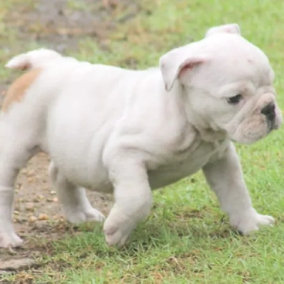 English Bulldog Price in Noida | English Bulldog Puppies for sale in Noida