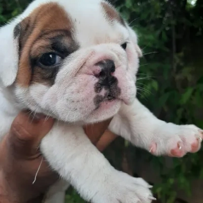 English Bulldog Price in Noida | English Bulldog Puppies for sale in Noida