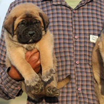 English Mastiff Price in Surat | English Mastiff Puppies for sale in Surat
