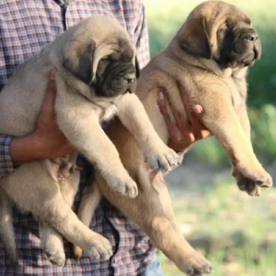 English Mastiff Price in Surat | English Mastiff Puppies for sale in Surat