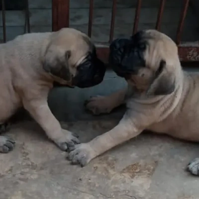English Mastiff Price in Surat | English Mastiff Puppies for sale in Surat