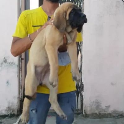 English Mastiff Price in Surat | English Mastiff Puppies for sale in Surat