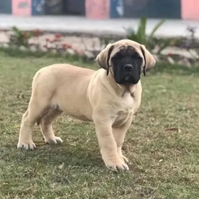 English Mastiff Price in Surat | English Mastiff Puppies for sale in Surat