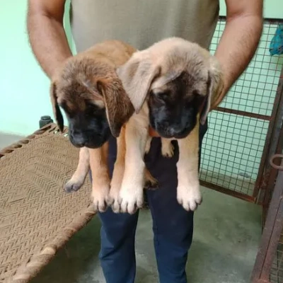 English Mastiff Price in Surat | English Mastiff Puppies for sale in Surat